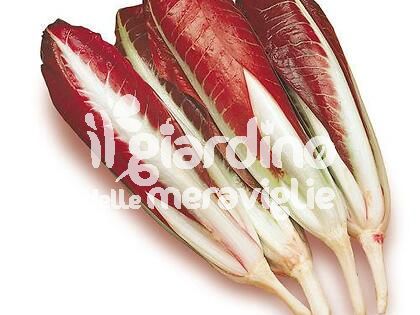 Radicchio rosso di Treviso