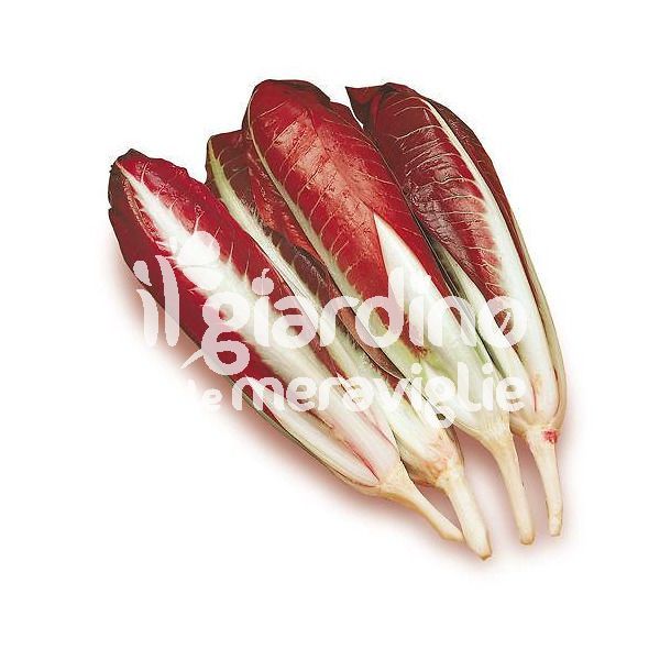 Radicchio rosso di Treviso