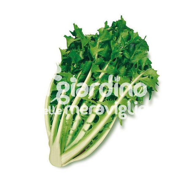 Indivia scarola cardoncello barese