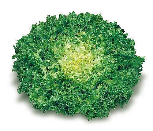produzione piante indivia riccia