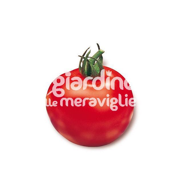 Pomodoro tondo liscio Empire