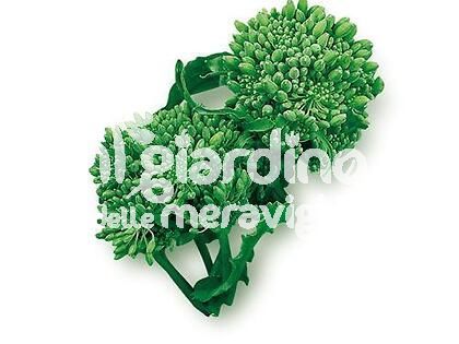 Cime di rapa (cima grande)