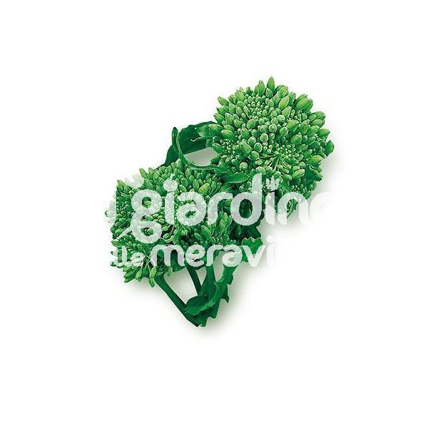Cime di rapa (cima grande)