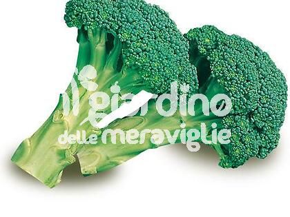 Cavolo broccolo Ramoso Calabrese