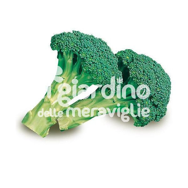 Cavolo broccolo Ramoso Calabrese