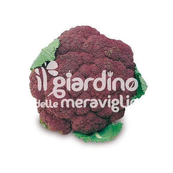 Cavolfiore viola scuro di Sicilia sel. Modica