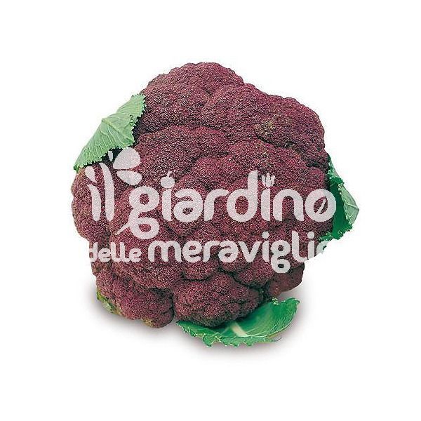 cavolfiore violetto di sicilia