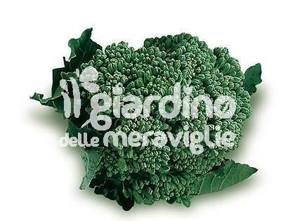 Cavolo broccolo ramoso calabrese selez. di Sarno