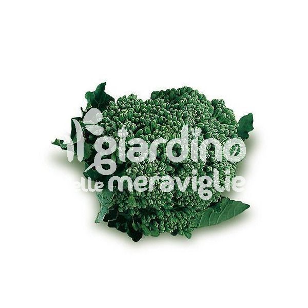 Cavolo broccolo ramoso calabrese selez. di Sarno