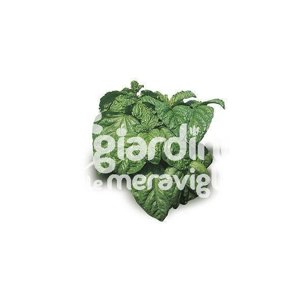 Basilico foglia di lattuga Riccio Napoletano