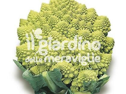 Cavolfiore Romanesco