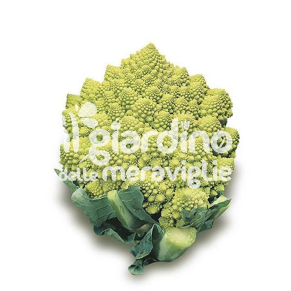 Cavolfiore Romanesco