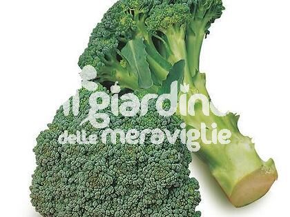 Cavolo broccolo Naxos