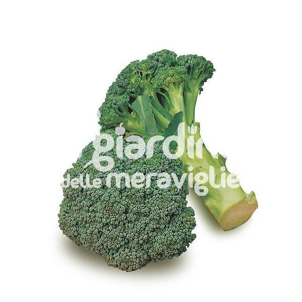 Cavolo broccolo Naxos