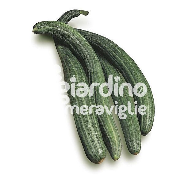 Cetriolo Tortarello cetrangolo o cucummero