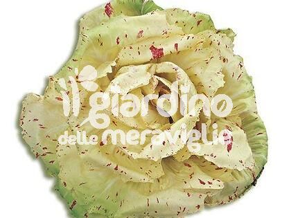 Radicchio variegato di Castelfranco