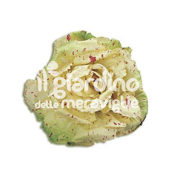Radicchio variegato di Castelfranco
