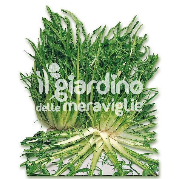 Cicoria puntarelle di Gaeta (fini)