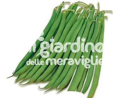 Fagiolino rampicante verde