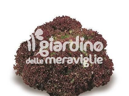 Lattuga lollo mix