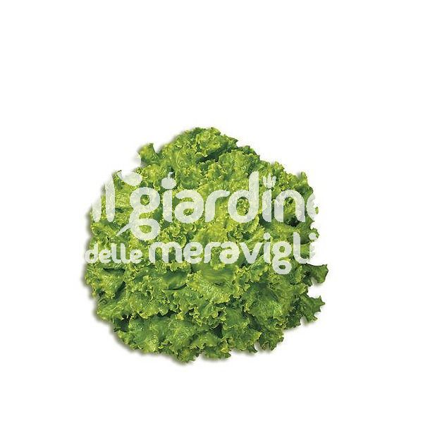 Lattuga gentilina verde