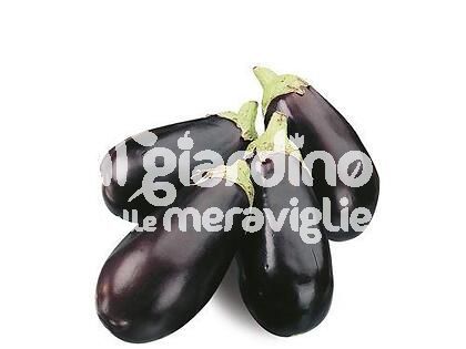 Melanzana ovale nera innestata