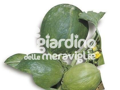 Melone Carosello