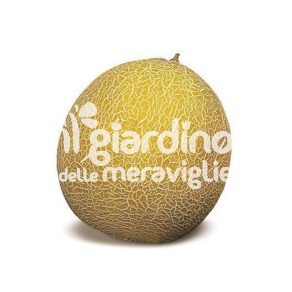 Melonkiwi Galia