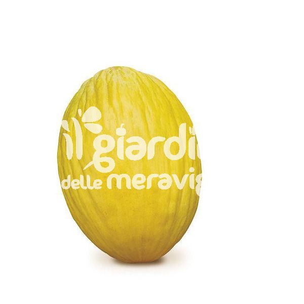 Melone giallo