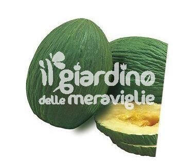 Melone verde tendral innestato