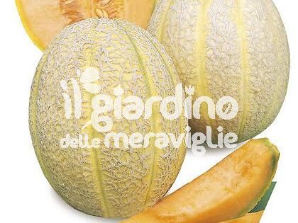 Melone retato degli ortolani innestato