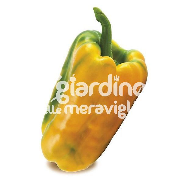 Peperone Giallo ibrido