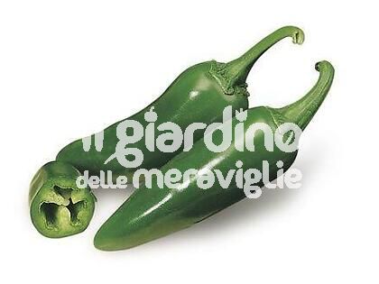 Peperone piccante jalapeno messicano