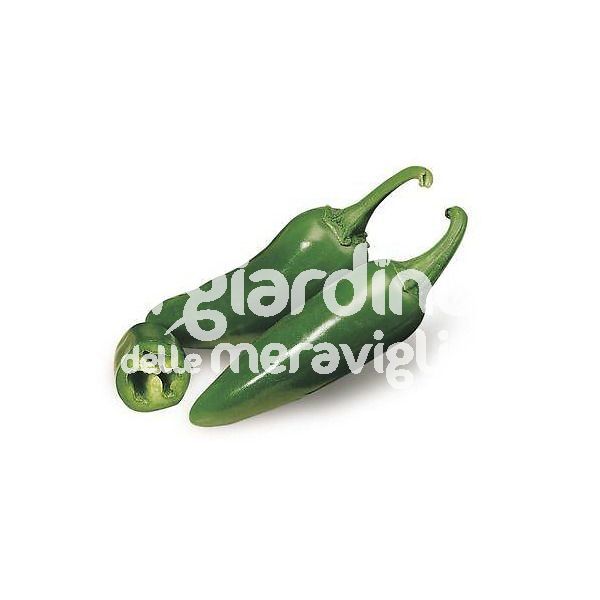 Peperone piccante jalapeno messicano