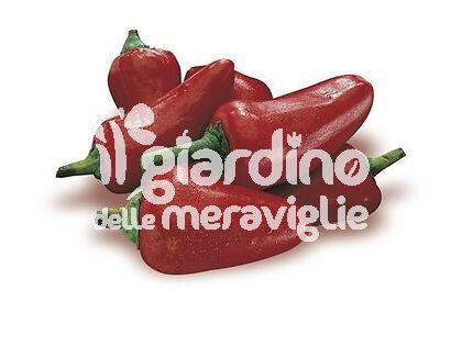 Peperone piccante calabrese