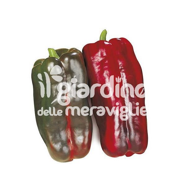 Peperone rosso tip. Lamuyo