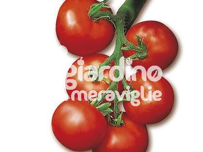 Pomodoro tondo liscio a grappolo 120-140 gr.