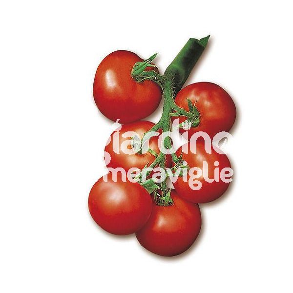 Pomodoro tondo liscio a grappolo 120-140 gr.