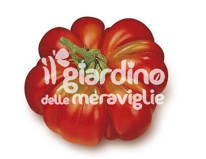 Pomodoro costoluto fiorentino