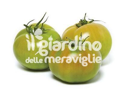 Pomodoro grosso a grappolo 220-300 gr. (duplice attitudine) innestato