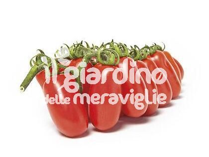 Pomodoro Datterino lobello innestato