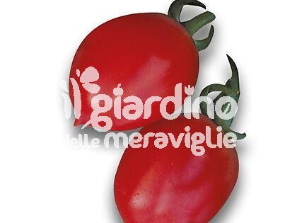 Pomodoro or Pizzutello