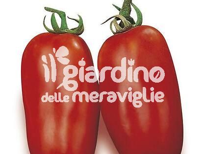 Pomodoro San Marzano gigante