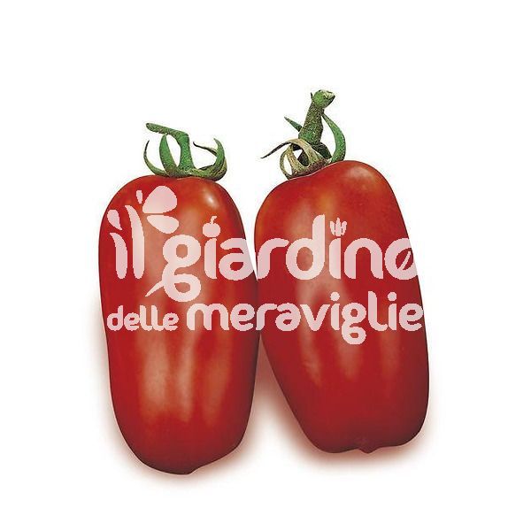 Pomodoro San Marzano gigante