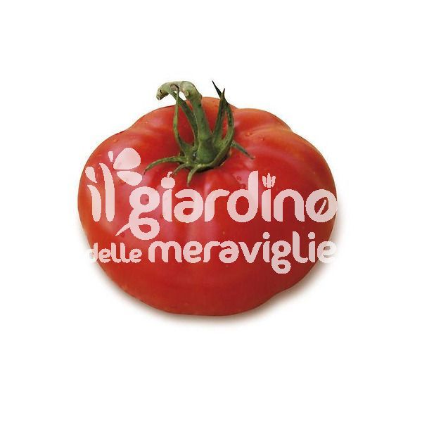 Pomodoro grosso Salomone