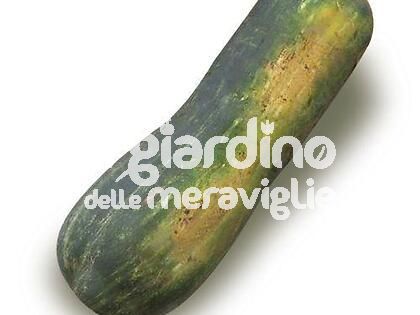 Zucca lunga piena di Napoli