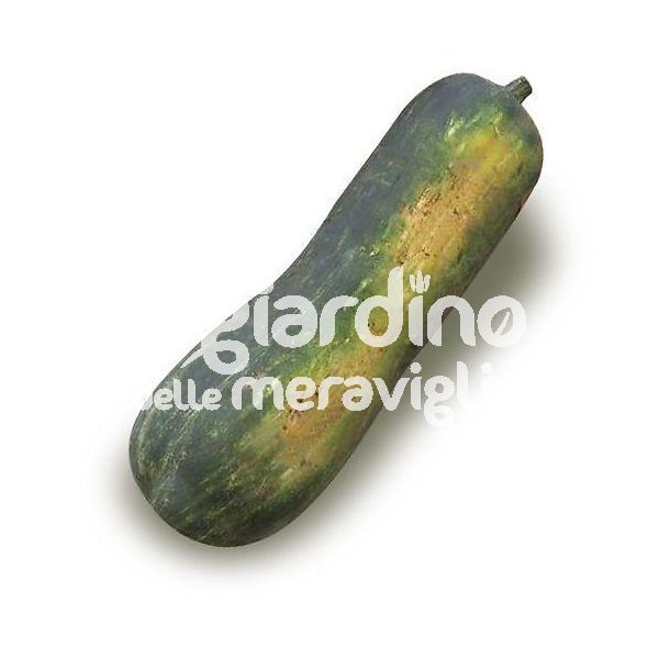 Zucca lunga piena di Napoli