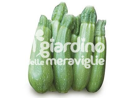 Zucchino Clarita