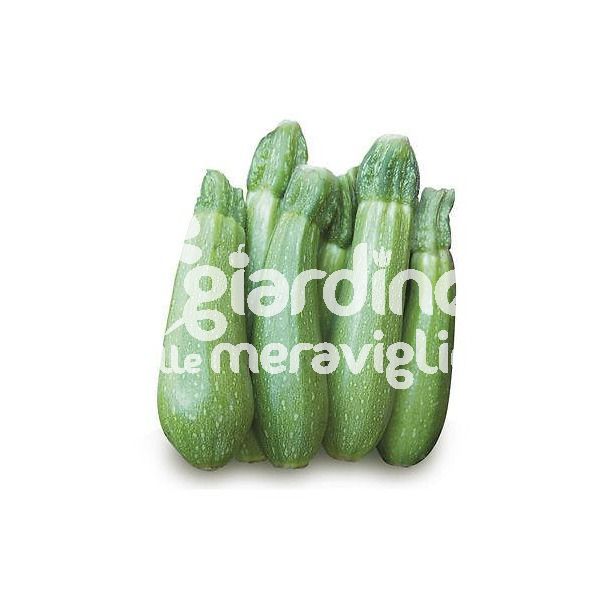 Zucchino Clarita
