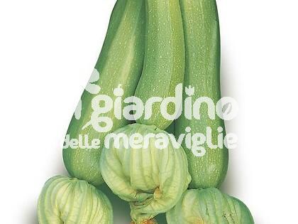 Zucchino verde chiaro tollerante virus